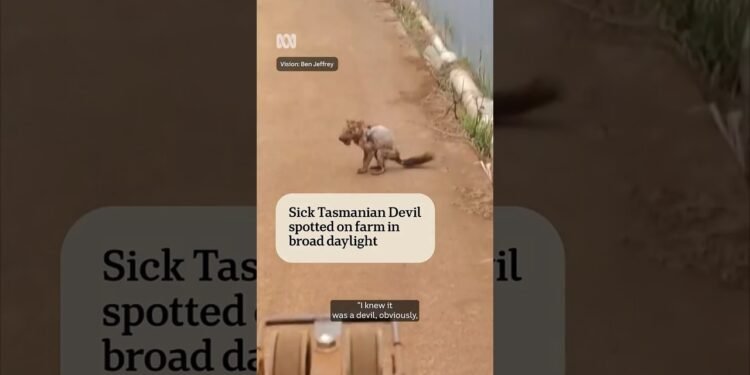 Farm employee on forklift comes throughout unwell Tasmanian Satan | ABC Information