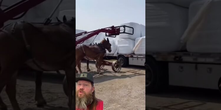 Amish Forklift! The extra ya know! #loopy #crazystory #wonderful #themoreyouknow