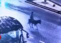 Watch thief damage into store with forklift earlier than fleeing on donkey