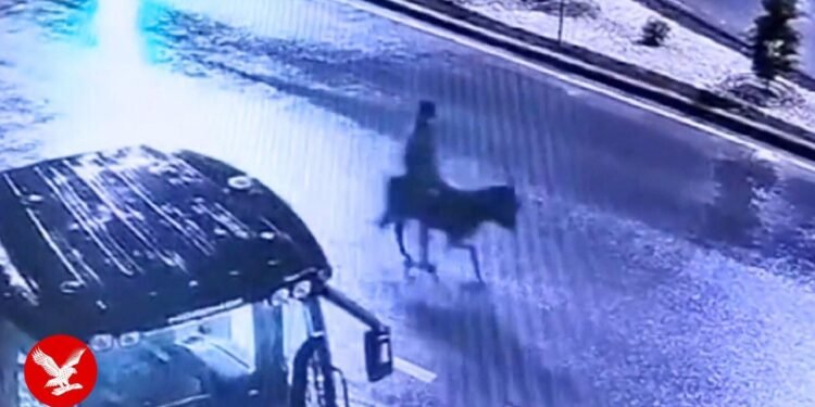Watch thief damage into store with forklift earlier than fleeing on donkey