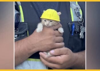 Kitten will get tiny laborious hat after rescue from excavator