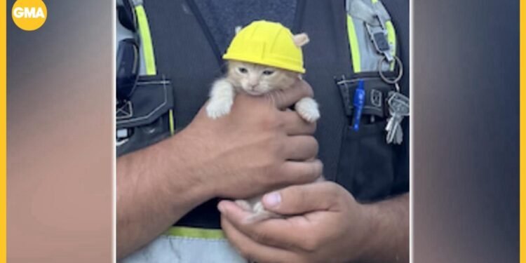 Kitten will get tiny laborious hat after rescue from excavator
